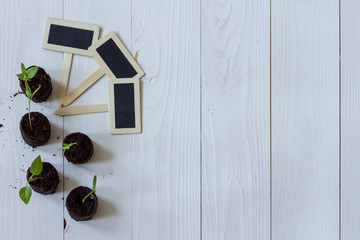 Growing plants. Food Germination newborn sprouts. Paprika to plant. Young sprouts on a white wooden background. Gardening tools. Flat lay
