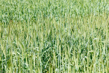 The spica of green wheat close up. Wheat field. Beautiful nature Sunset Landscape. Rural landscapes under shining sunlight.