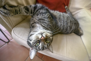Funny tabby cat is lolling on an armchair and looks into the camera, wide angle view