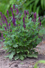 Lush bush of lilac sage that grows in the garden