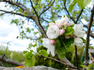 Apple tree in bloom