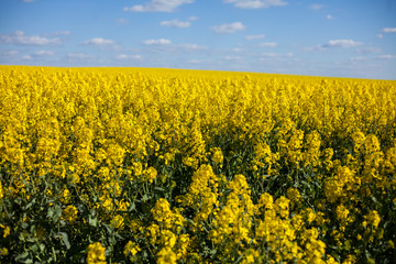 Fototapeta premium blooming rapeseed field,rural landscape