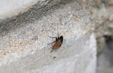 insect on the stone