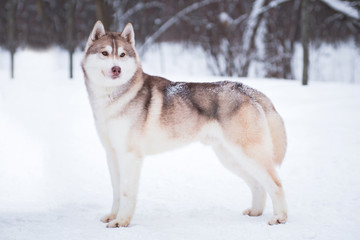 Husky dog (male) stands in the snow