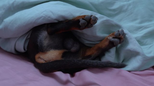 Very cute shooting of dog sleeping with hand and upper part of body under the blanket on the bed, low part is outside. Funny shivered of pet back legs, from some dream, nightmare or snortintg
