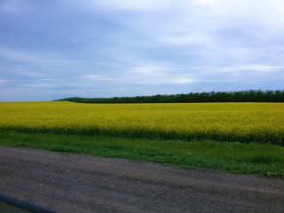 rural landscape with road green field and blue sky