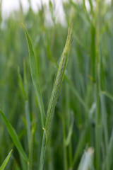 Detail of the young green Rye Spike