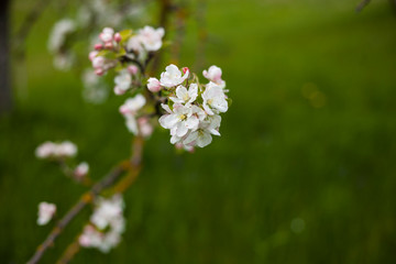 Obraz premium blooming apple garden,romantic spring background