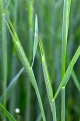 Detail of the young green Rye Spike