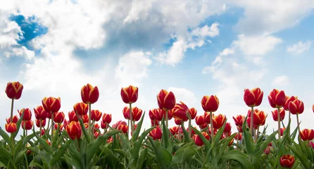 Fototapeten taking care of the flowers. red vibrant flowers. beauty of nature. enjoy seasonal blossom. red flowers in field. Landscape of Netherlands tulips. natural beauty decoration. red spring tulip field © be free
