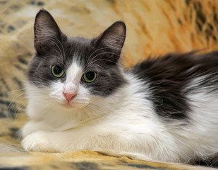white with gray fluffy young beautiful cat lie on the sofa