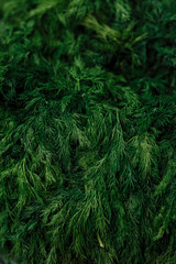 Surface coated with the multiple layers of dill as a backdrop texture composition