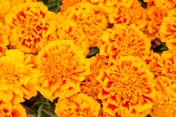 Bring the color of sunshine to your garden. Flower garden and gardening. Marigold tagetes background. Summer garden. Flower shop. Garden is where flowers bloom