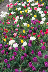 I love gardening. multicolored vibrant flowers. field with tulips in netherlands. tulip field with various type and color. nature landscape in Europe. fresh spring flowers. gather the bouquet