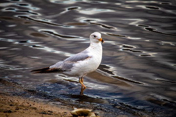 seagull on the beach