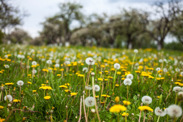 blooming apple garden ,spring background