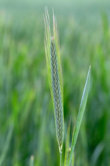 Detail of the young green Rye Spike