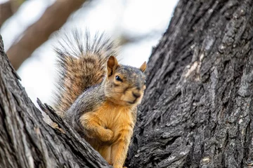 Tuinposter Angry squirrel © APWDT LLC