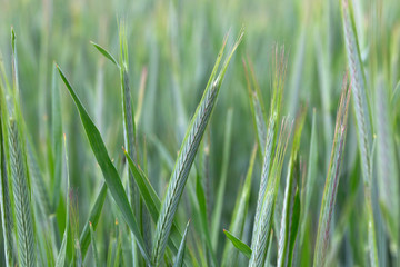 Detail of the young green Rye Spike