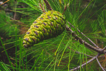 green pine cone on a pine tree in Croatia during summer