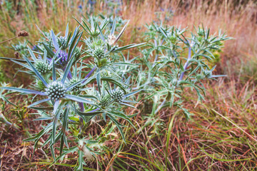 wild picturesque thistle growing on a field in Croatia