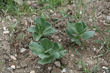 newly sprouted spanish beans planted in the garden, broad bean plant, natural and organic,