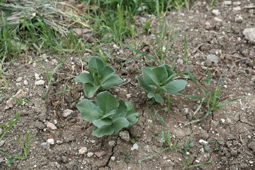 newly sprouted spanish beans planted in the garden, broad bean plant, natural and organic,