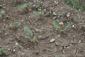 newly sprouted eggplant plant, eggplant plant, natural and organic planted in the garden,