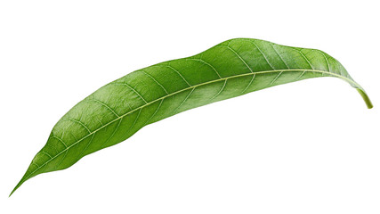 Fototapeta na wymiar Mango leaf isolated on white background, clipping path, full depth of field