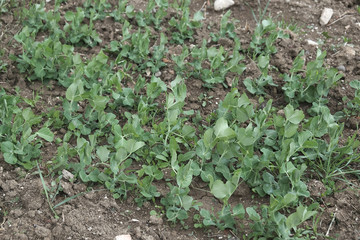 sprouted small pea plant planted in the garden,