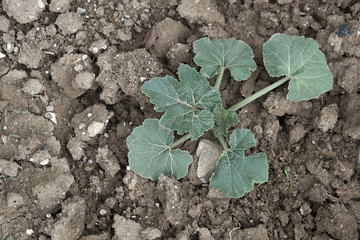 new sprouting pumpkin plant, soil and pumpkin plant,