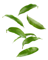 Falling Mango leaf isolated on white background, clipping path, full depth of field