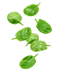 Falling Spinach isolated on white background, clipping path, full depth of field