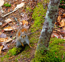 Squirrel at Bar Harbor Maine National Park spring visit
