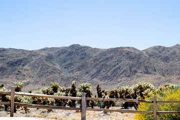 Cholla Cactus Garden - Joshua Tree National Park