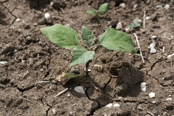 newly sprouted eggplant plant, eggplant plant, natural and organic planted in the garden,