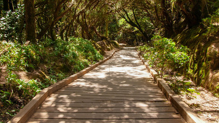 Fototapeta na wymiar Beautiful image of wooden path for touristin the forest at mountains