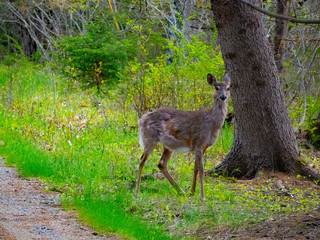 Deer at Bar Harbor Maine National Park spring visit