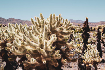 Cholla Cactus Garden - Joshua Tree National Park