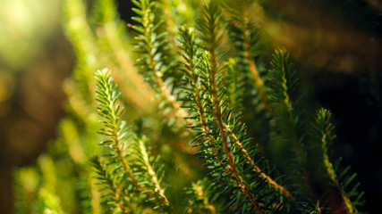 Closeup abstract image of sun shining on fir tree branch with green needles