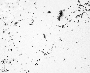 Little parts of dry sargasso in the sand, black and white seagrass