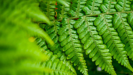 Macro image of green fern leaf growing in forest