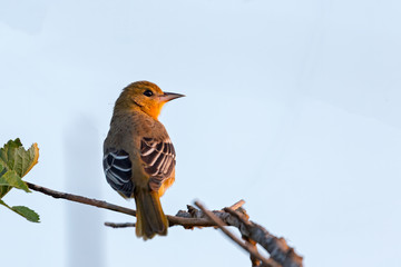 A female American Goldfinch perched on a tree branch in Toronto, Canada