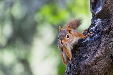 A Northern Red-Squirrel on a tree
