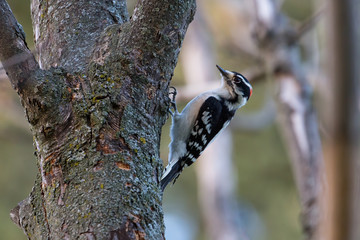 A male downy woodpecker on a tree