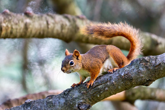 A Northern Red-Squirrel on a branch of a tree