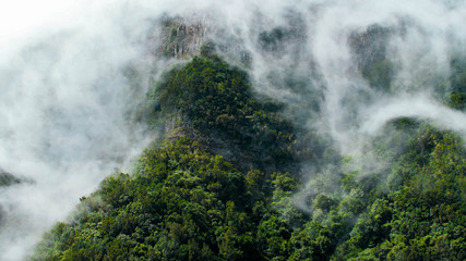 Dense fog covering and flying over tree tops in jungle forest growing on mountain