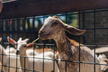 A goat peaking with head through a fence. Goat with horns reaching for grass though a wire fence. White and brown domestic rustic goat.