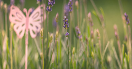 Lavendel mit Schmetterling Blumenwiese im Dunst