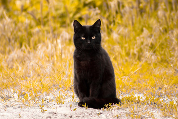 Naklejka na ściany i meble A black cat on a background of yellow foliage looks directly at the camera